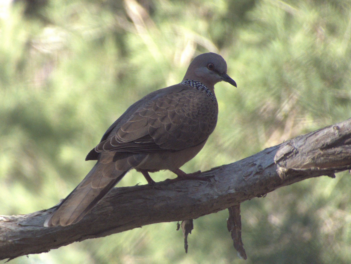 Spotted Dove - ML642203575