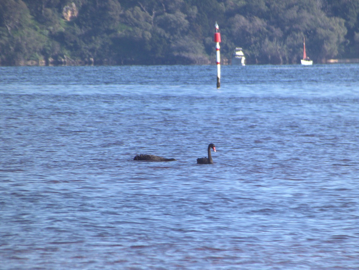 Black Swan - ML642203576