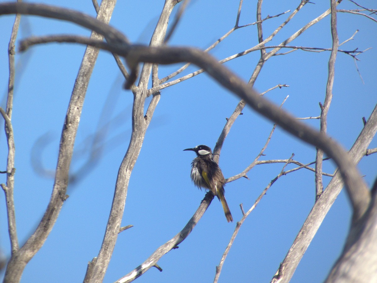 White-cheeked Honeyeater - ML642203577