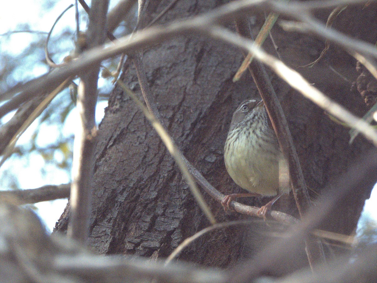 Spotted Scrubwren - ML642203579