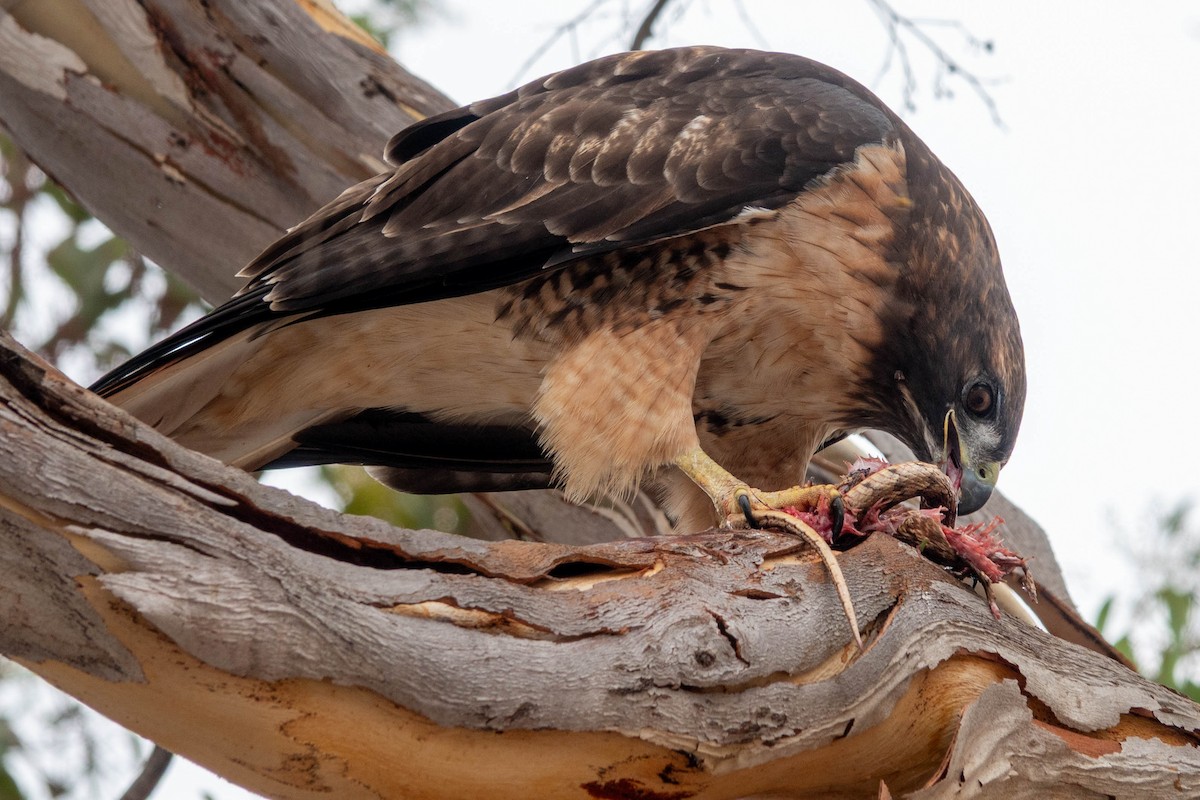 Red-tailed Hawk - ML642203584