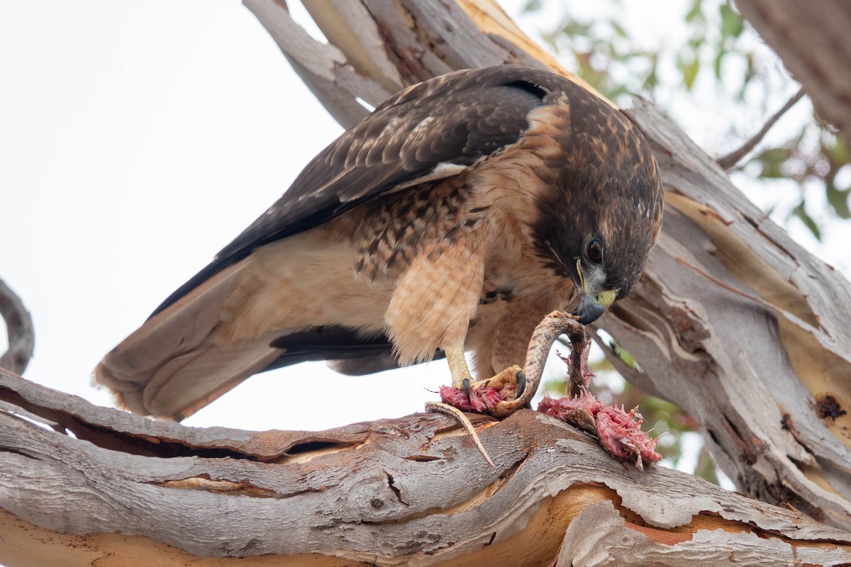 Red-tailed Hawk - ML642203585