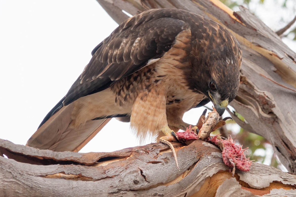 Red-tailed Hawk - ML642203586