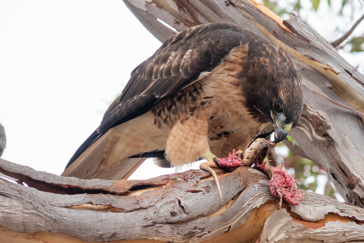 Red-tailed Hawk - ML642203587