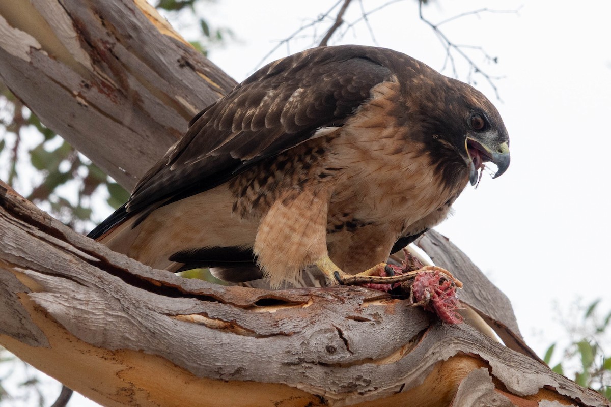 Red-tailed Hawk - ML642203588