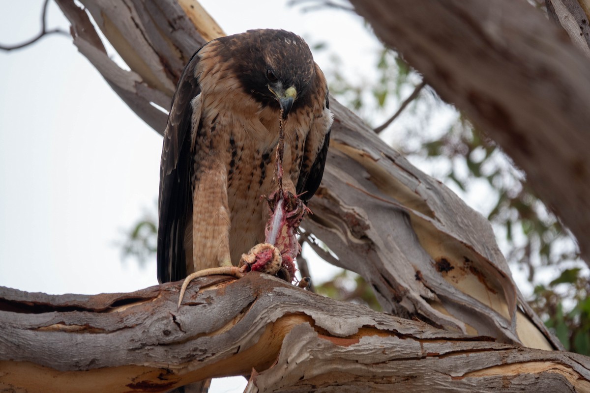 Red-tailed Hawk - ML642203589