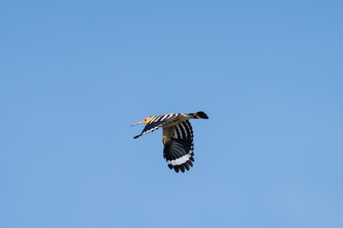 Common Hoopoe - ML642203603