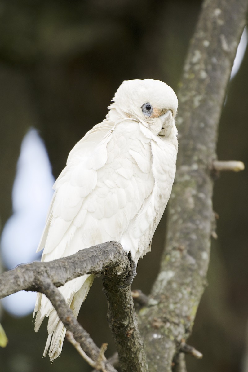 Little Corella - ML642203605