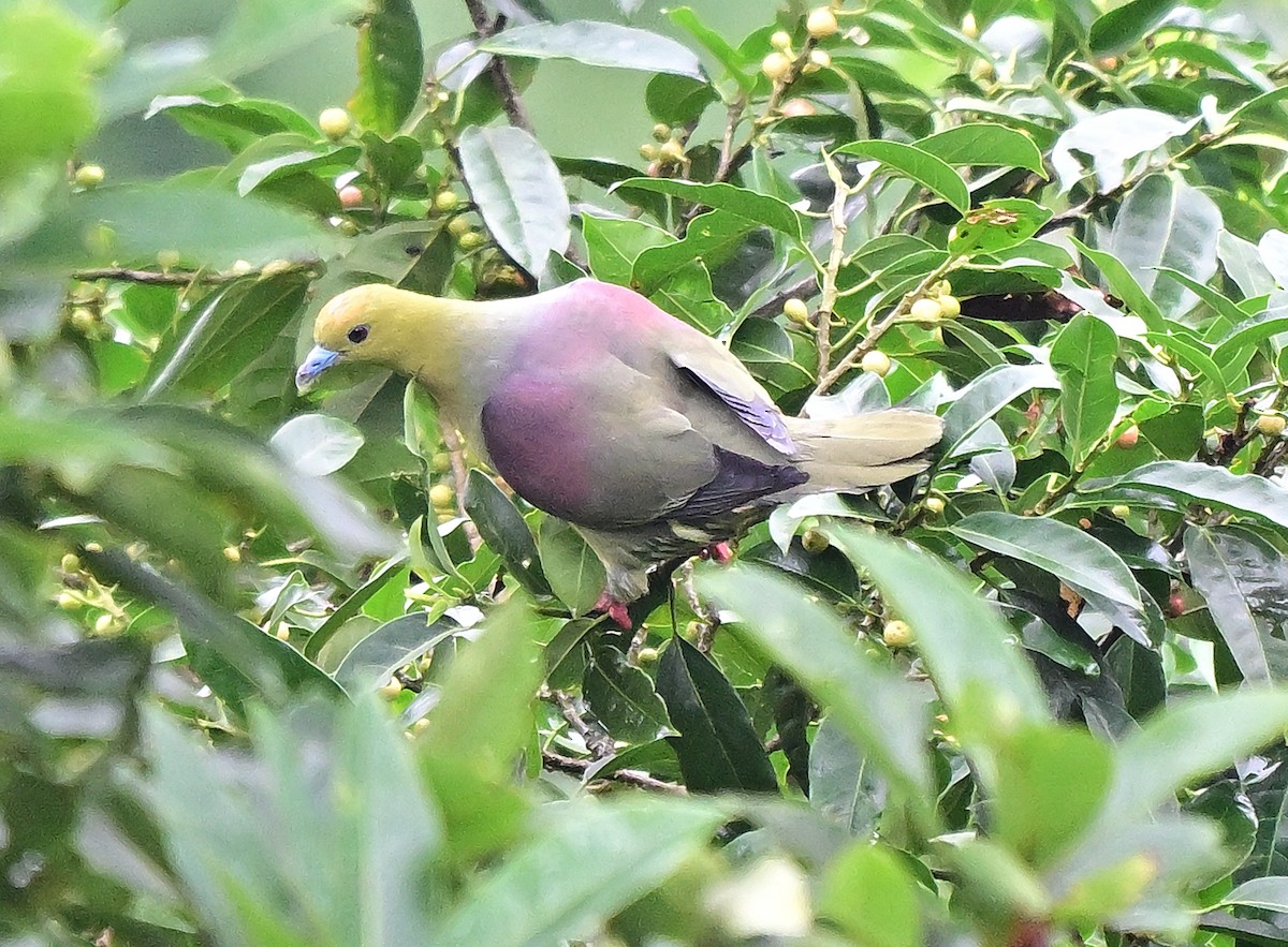 Wedge-tailed Green-Pigeon - ML642203606