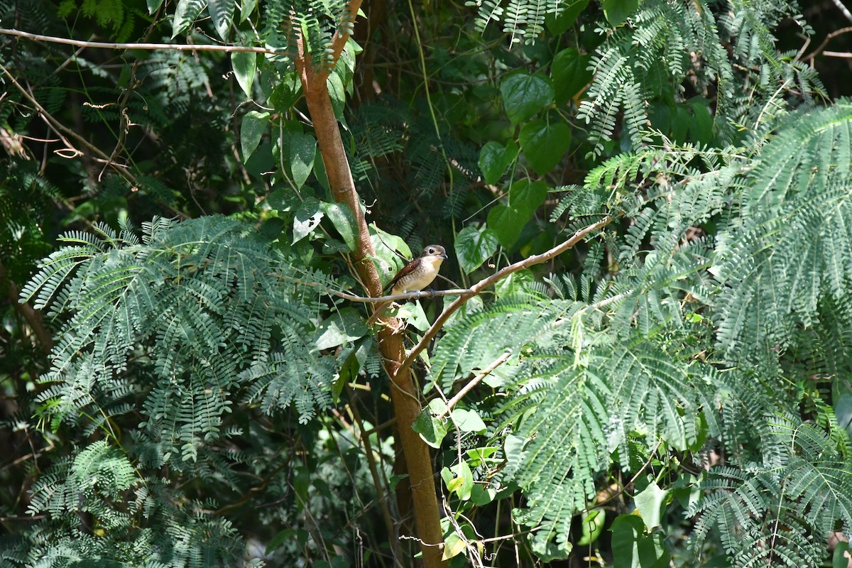 Tiger Shrike - ML642203607
