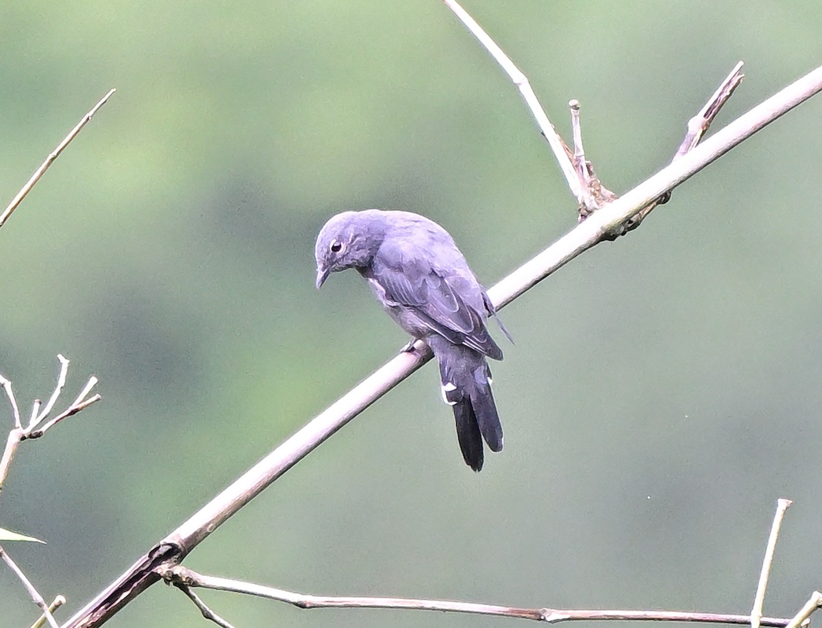 Black-winged Cuckooshrike - ML642203608