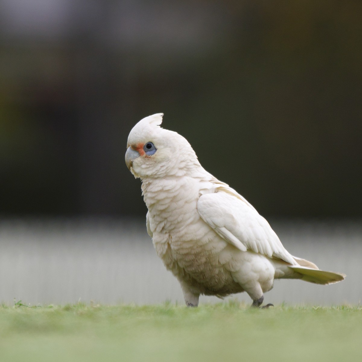 Little Corella - ML642203611