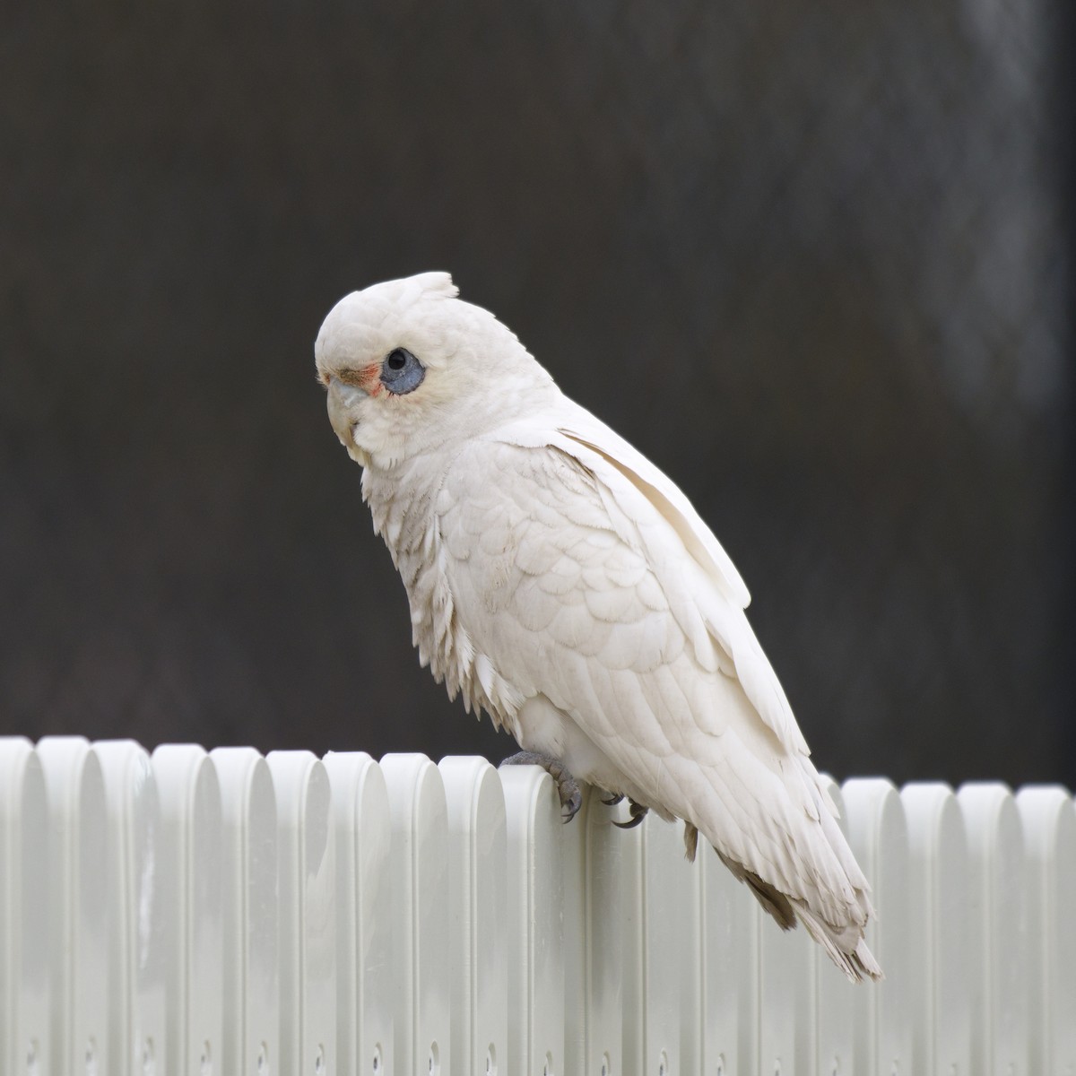 Little Corella - ML642203612