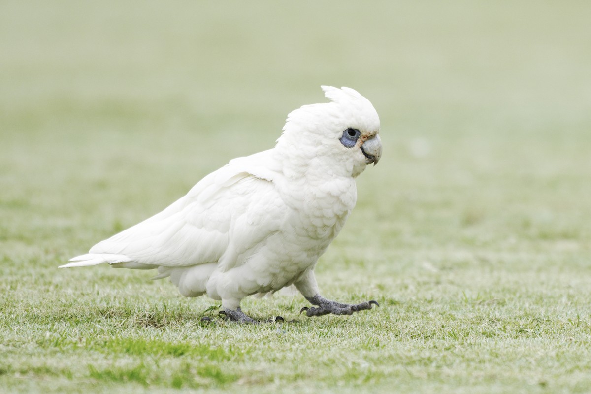 Little Corella - ML642203613
