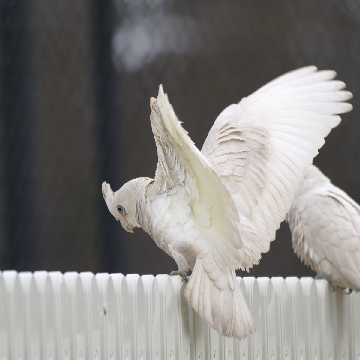 Little Corella - ML642203616