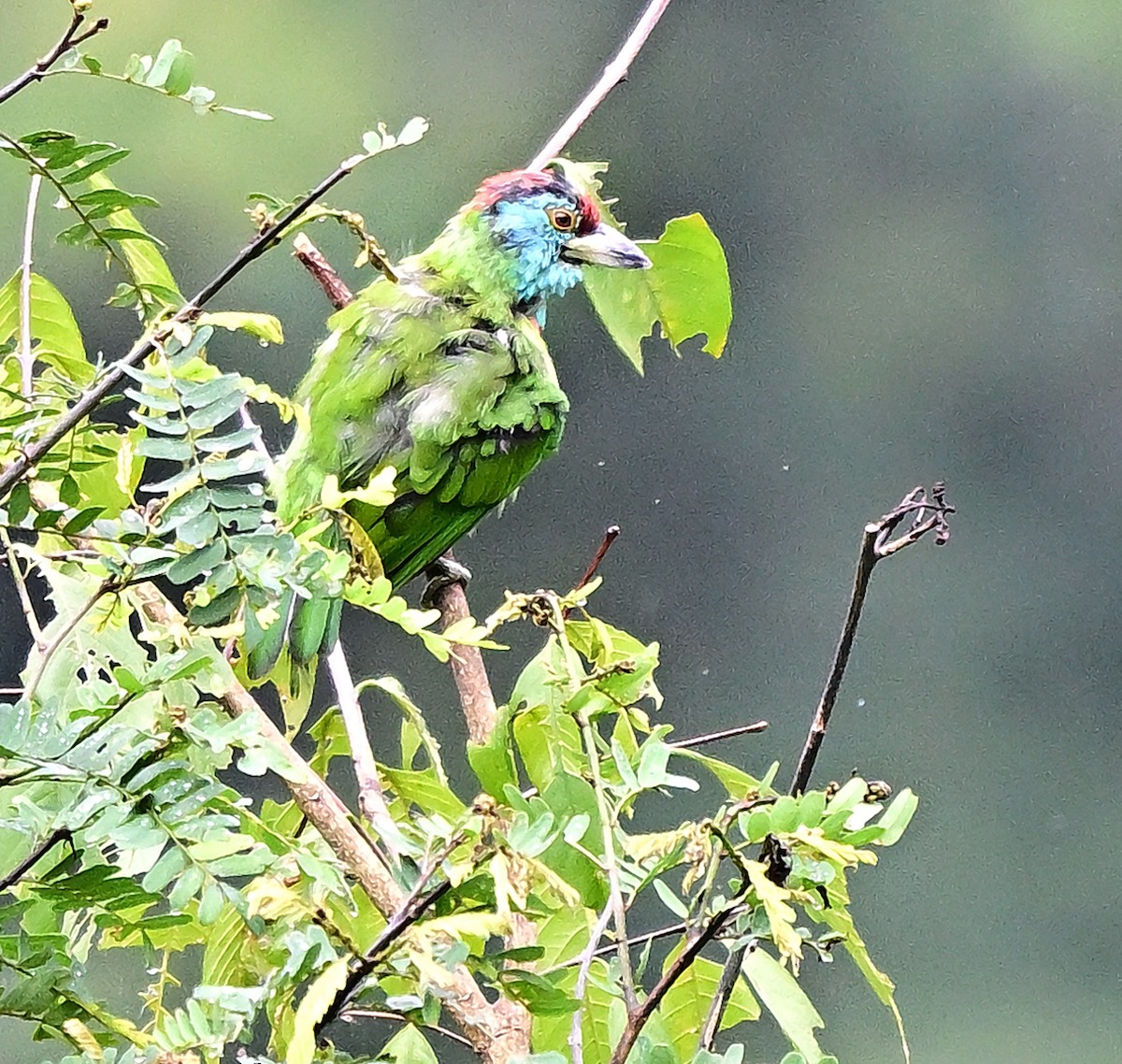 Blue-throated Barbet - ML642203617
