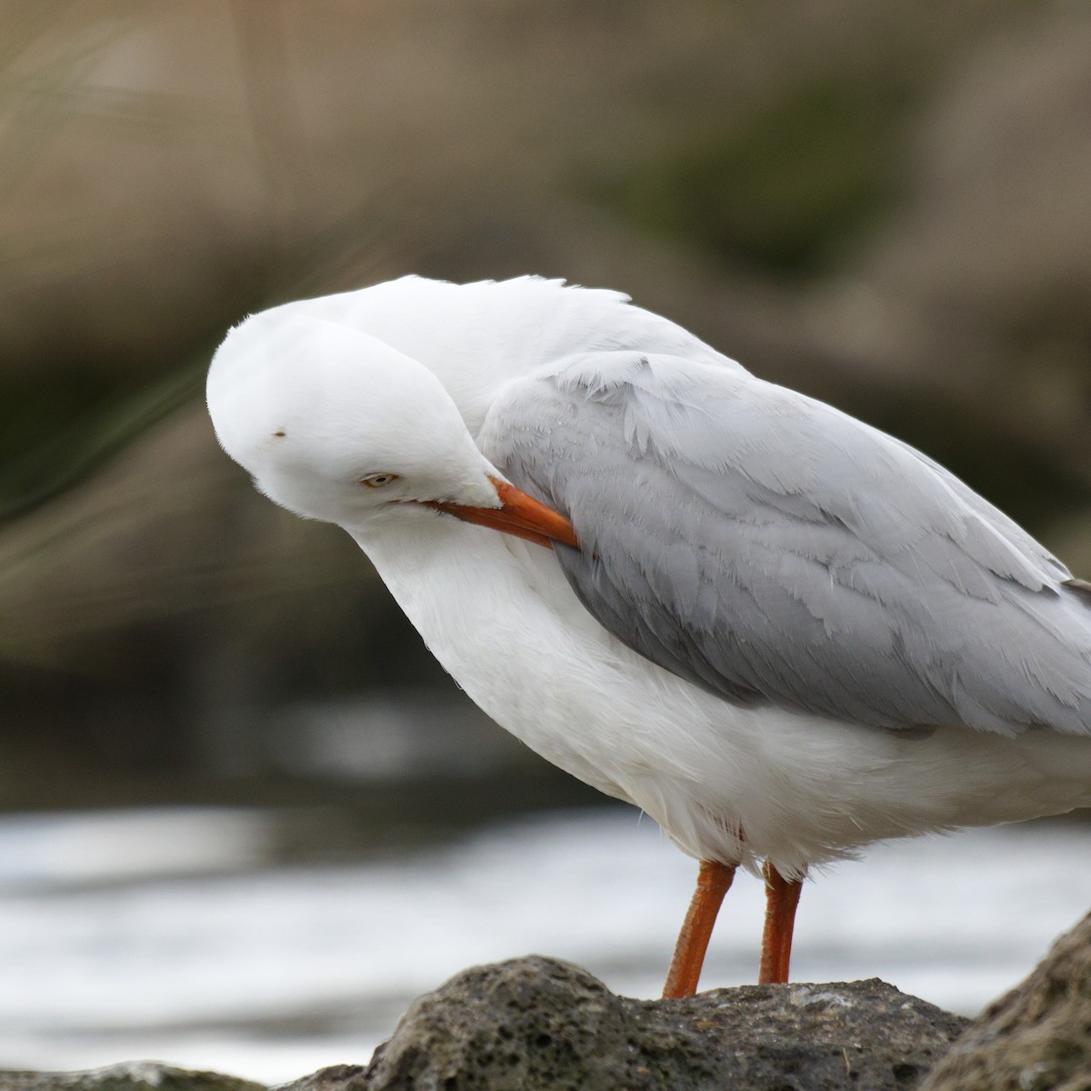 Silver Gull - ML642203620