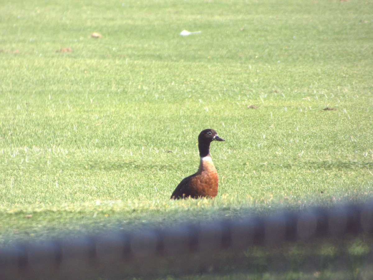 Australian Shelduck - ML642203625