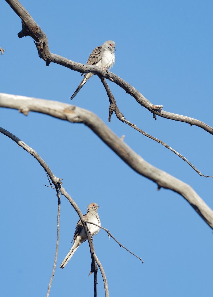 Diamond Dove - ML642203626