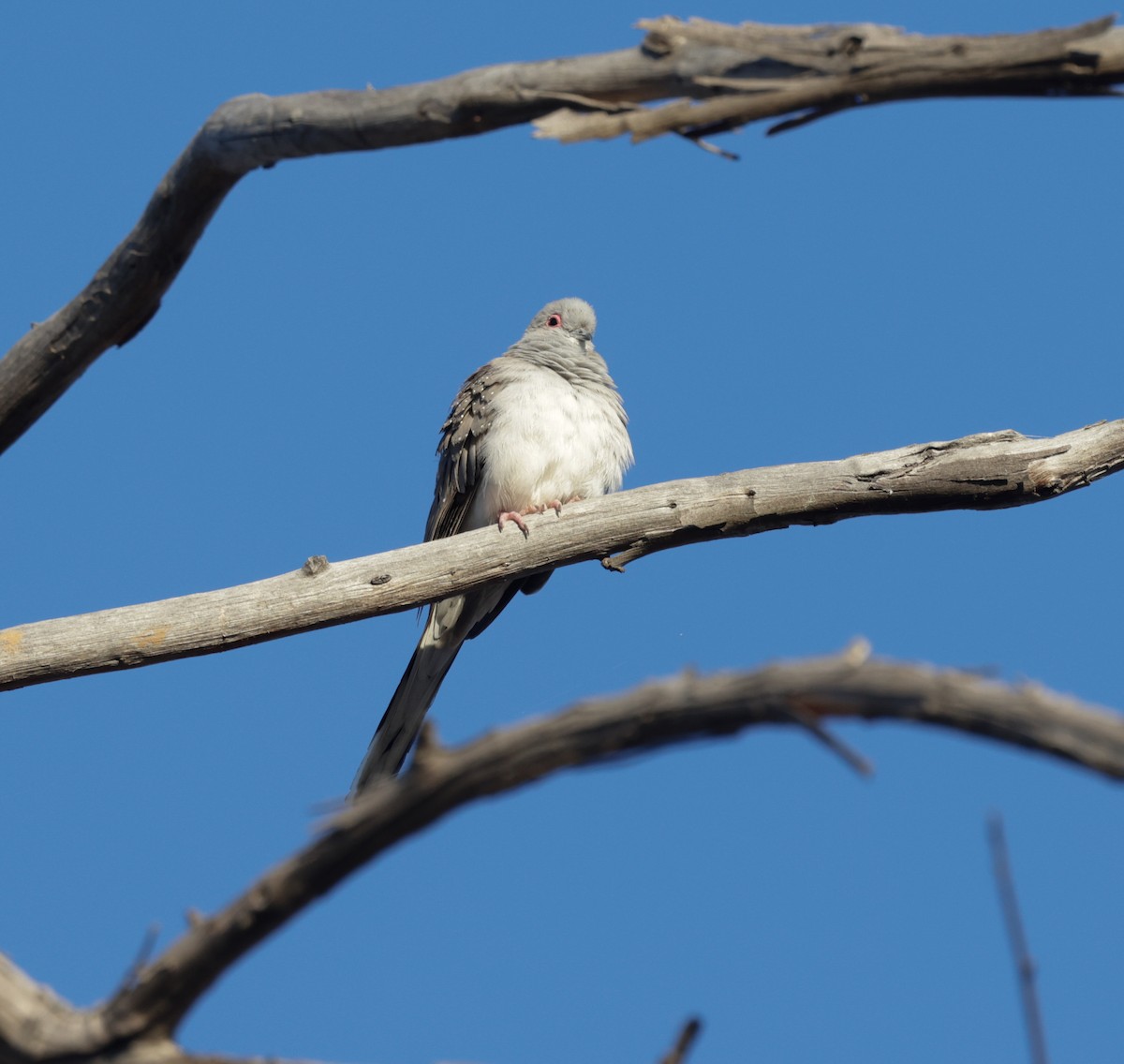 Diamond Dove - ML642203629
