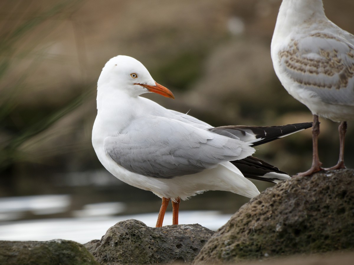 Silver Gull - ML642203631