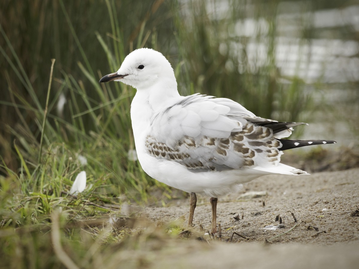 Silver Gull - ML642203632