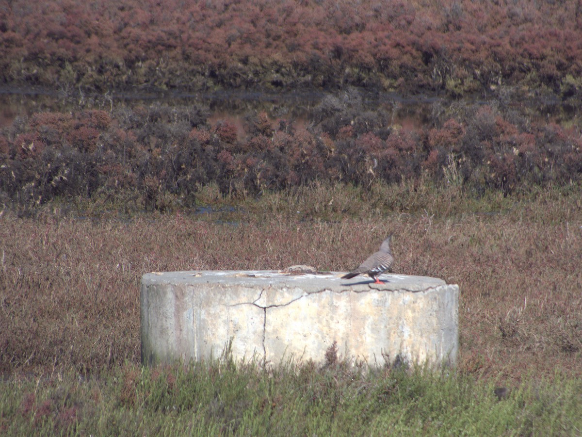 Crested Pigeon - ML642203634