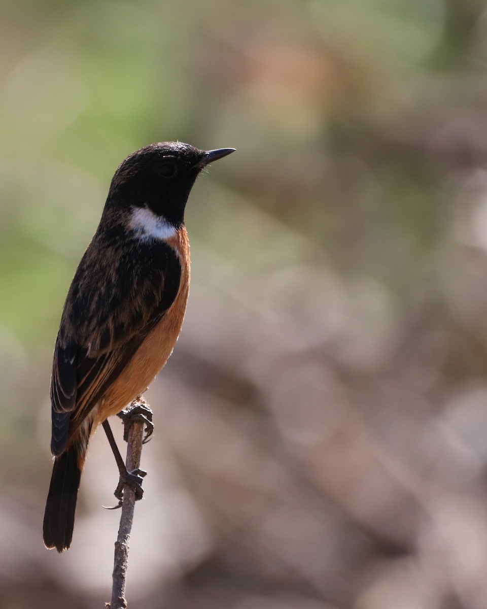 Pitxartxar siberiarra - ML642203635