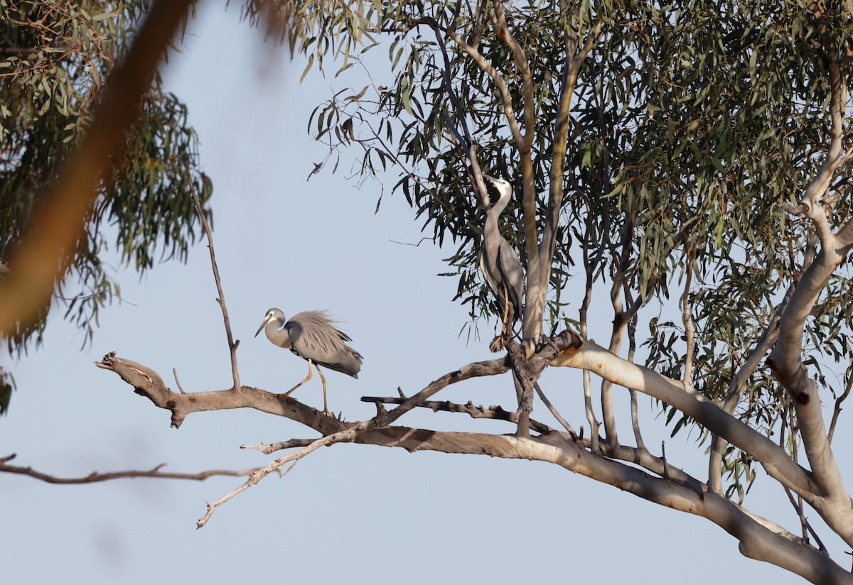 White-faced Heron - ML642203636