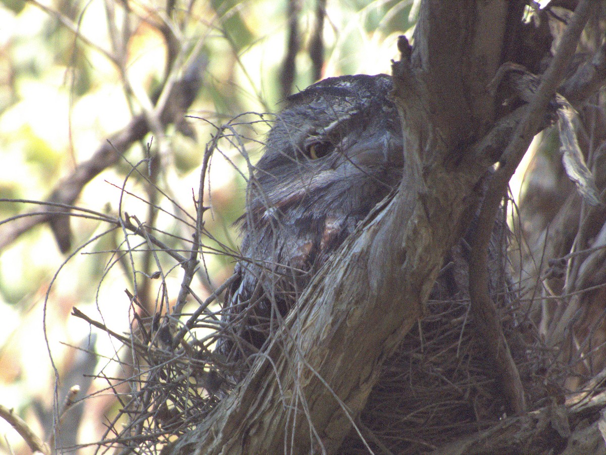 Tawny Frogmouth - ML642203637