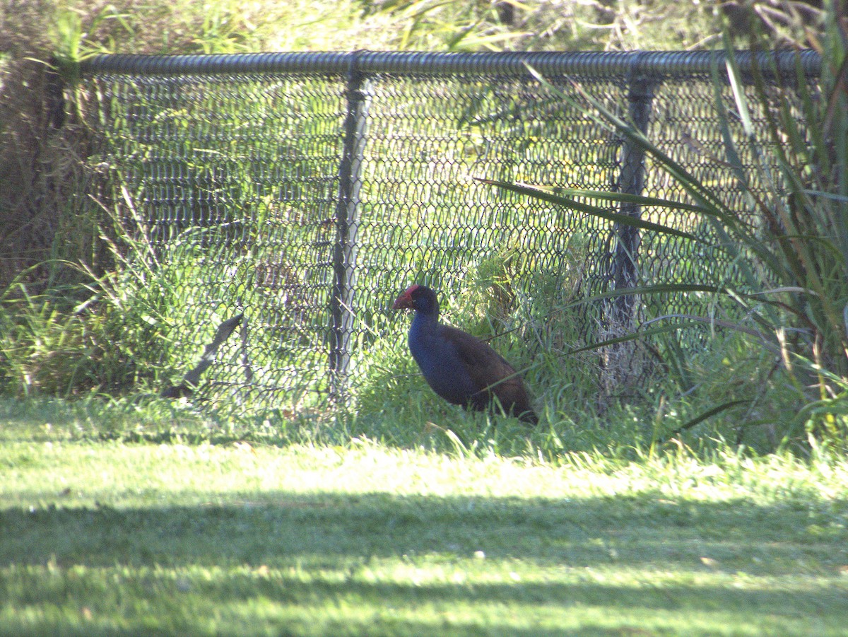 Australasian Swamphen - ML642203638