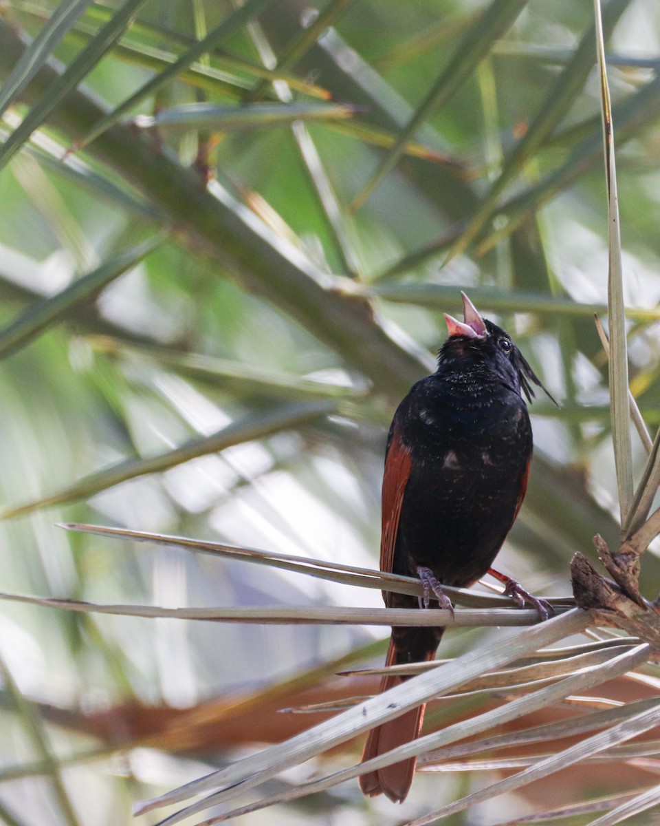 Crested Bunting - ML642203643