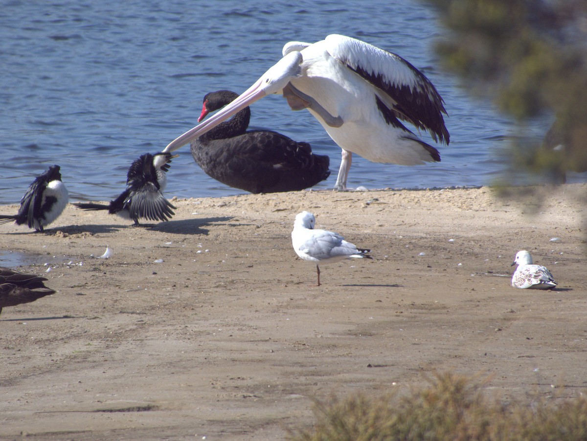 Silver Gull (Silver) - ML642203644