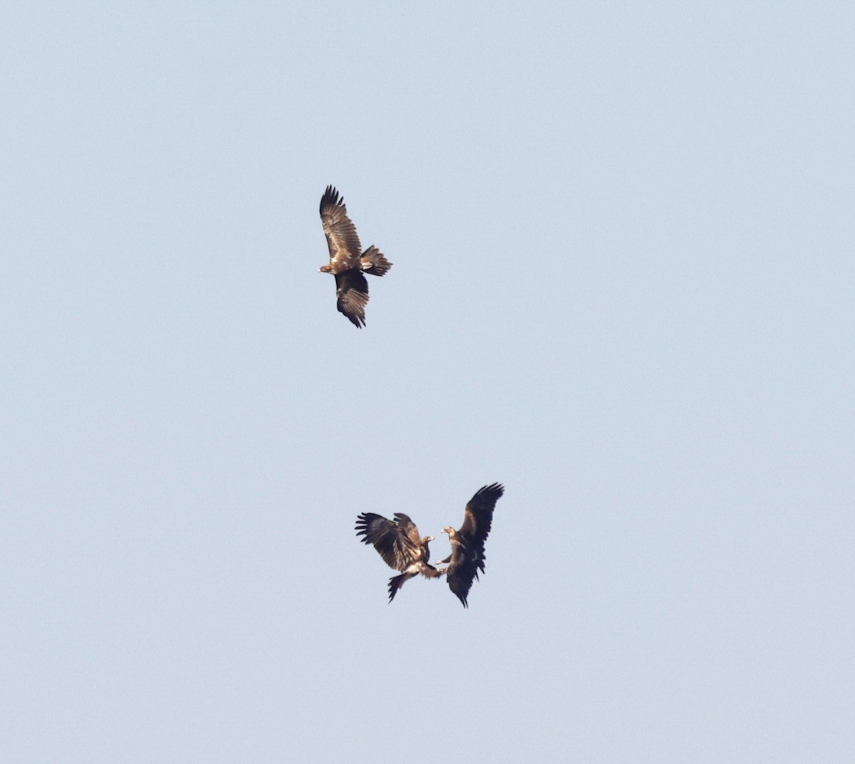 Wedge-tailed Eagle - ML642203645