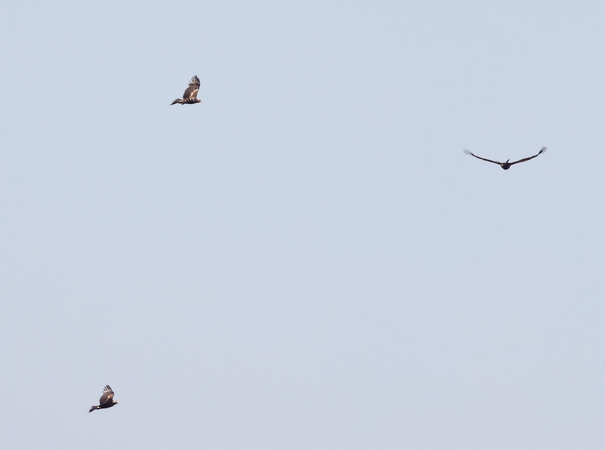 Wedge-tailed Eagle - ML642203646