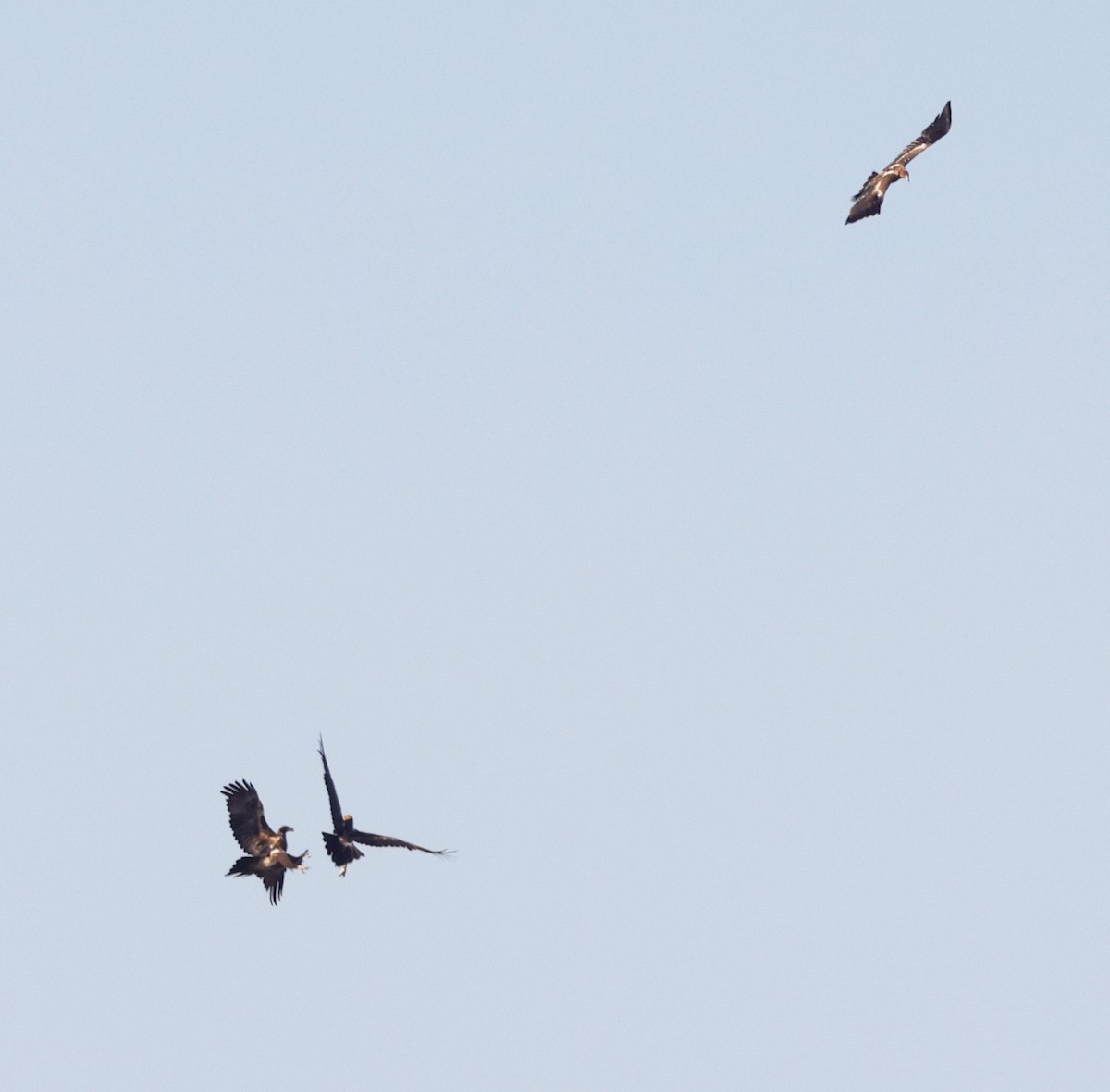Wedge-tailed Eagle - ML642203647
