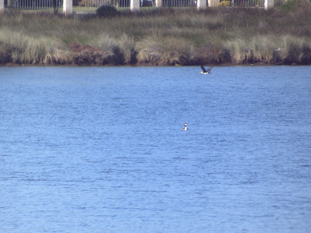 Great Crested Grebe - ML642203648