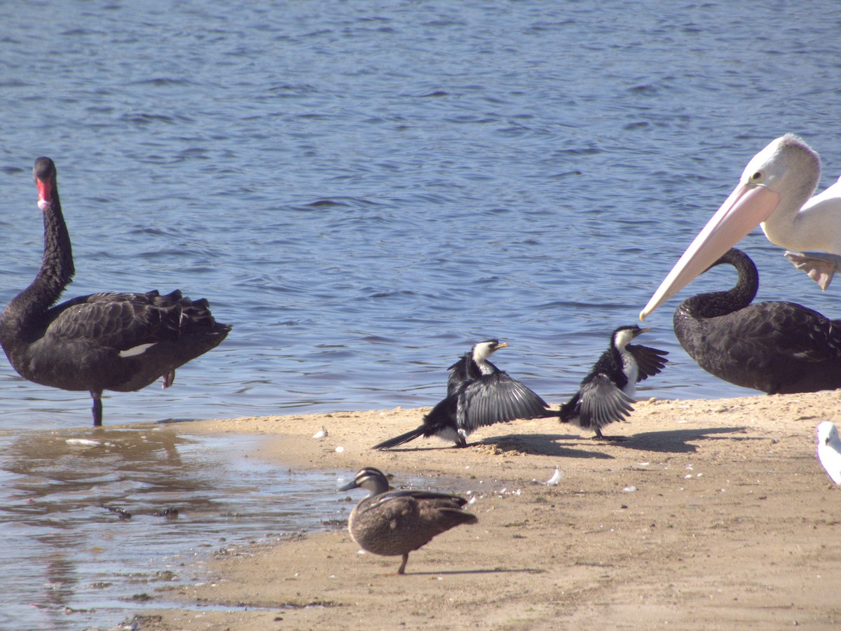 Little Pied Cormorant - ML642203649