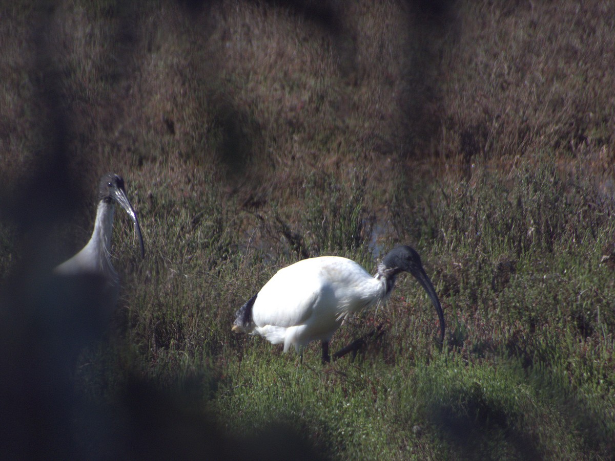 Australian Ibis - ML642203650