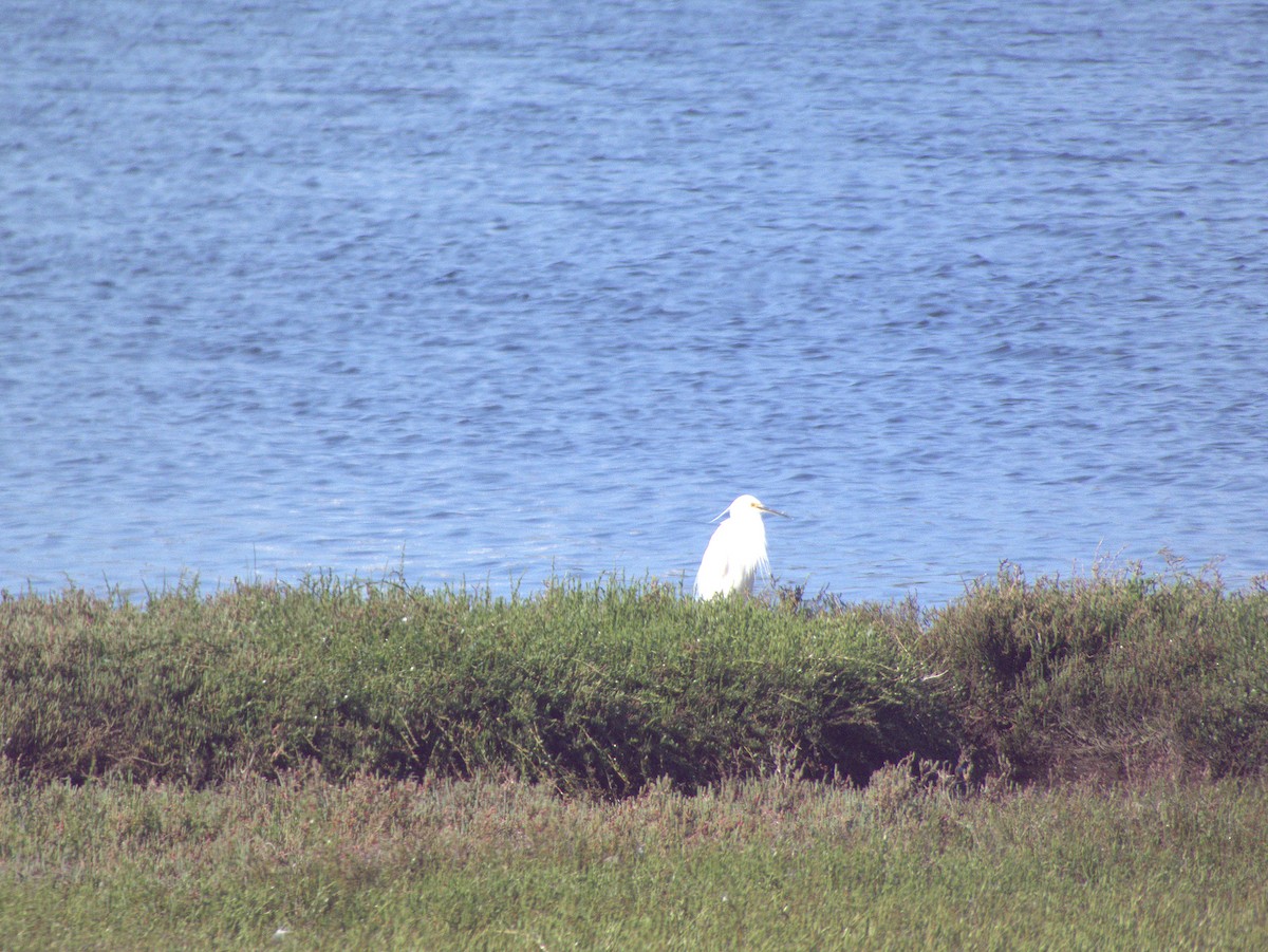 Little Egret (Australasian) - ML642203651