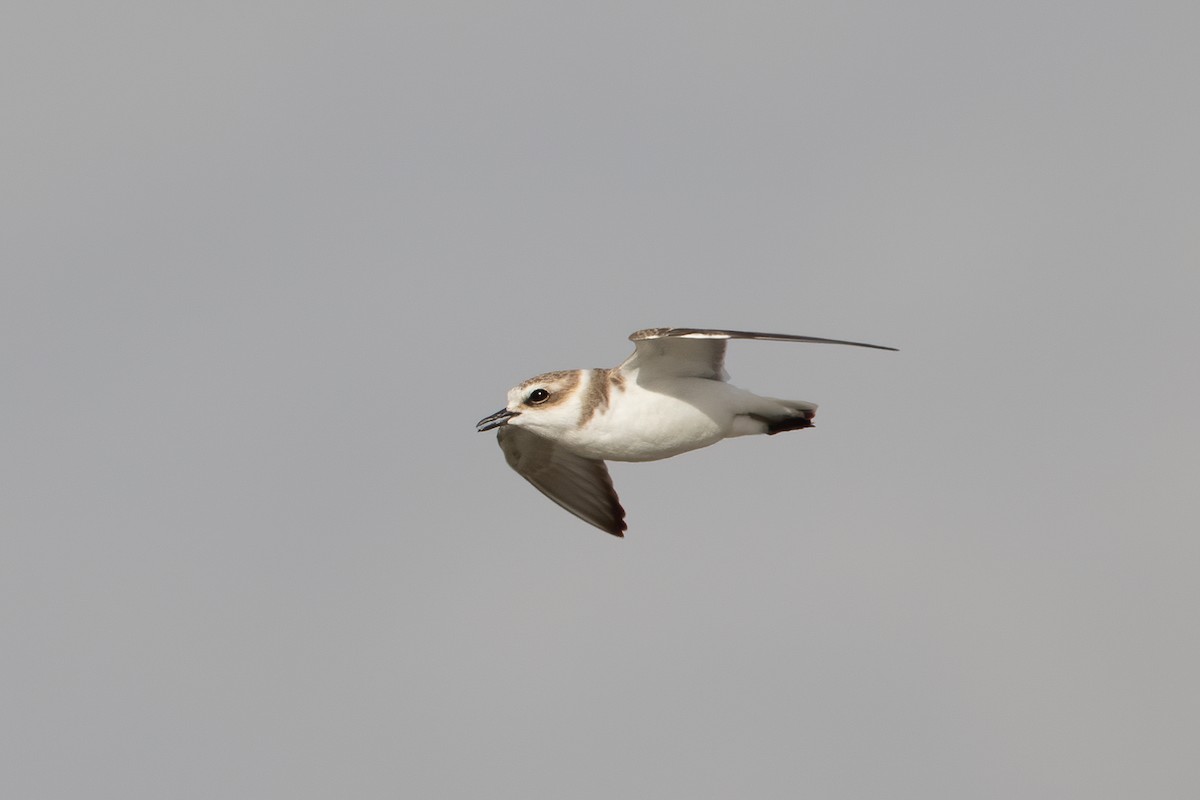 Kentish Plover - ML642203653