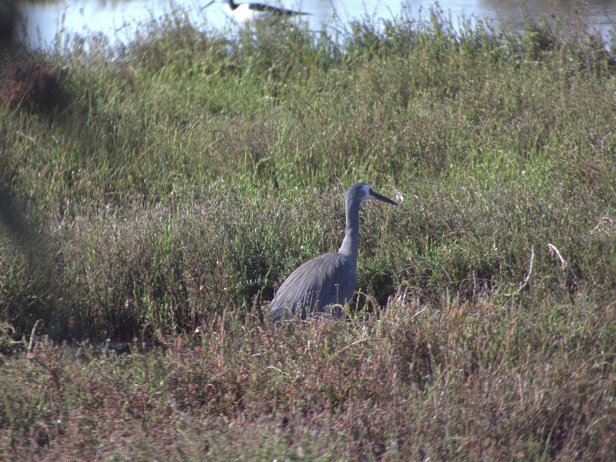 White-faced Heron - ML642203654