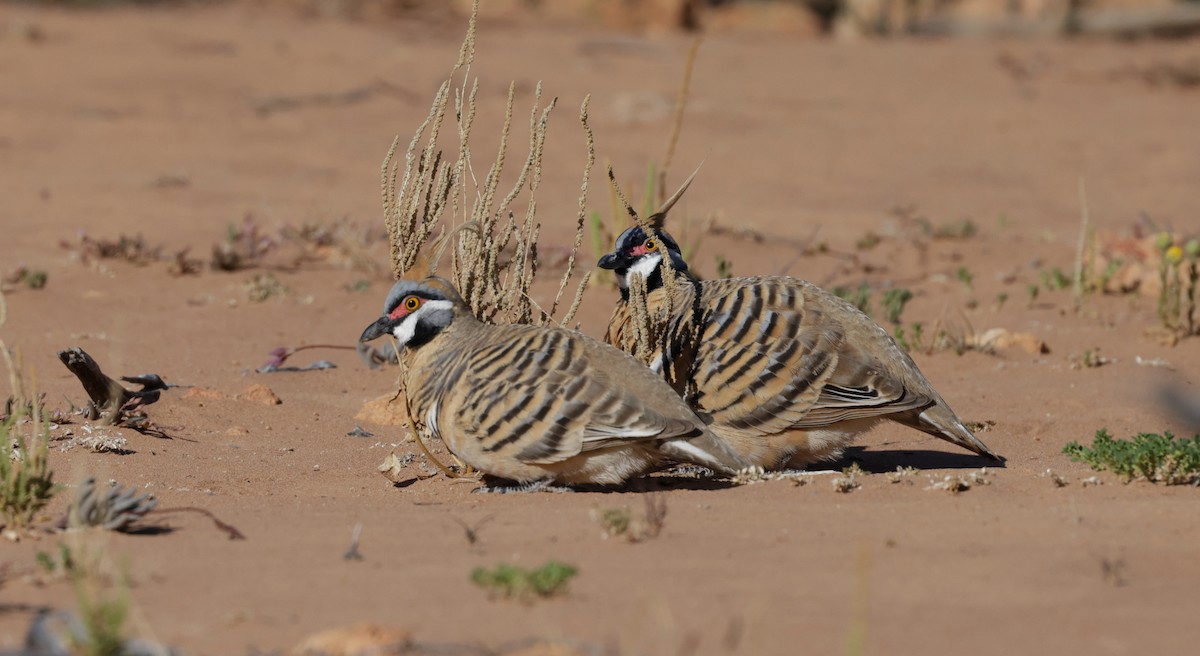 Spinifex Pigeon - ML642203655