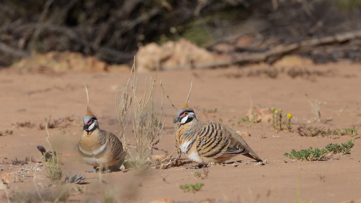 Spinifex Pigeon - ML642203656