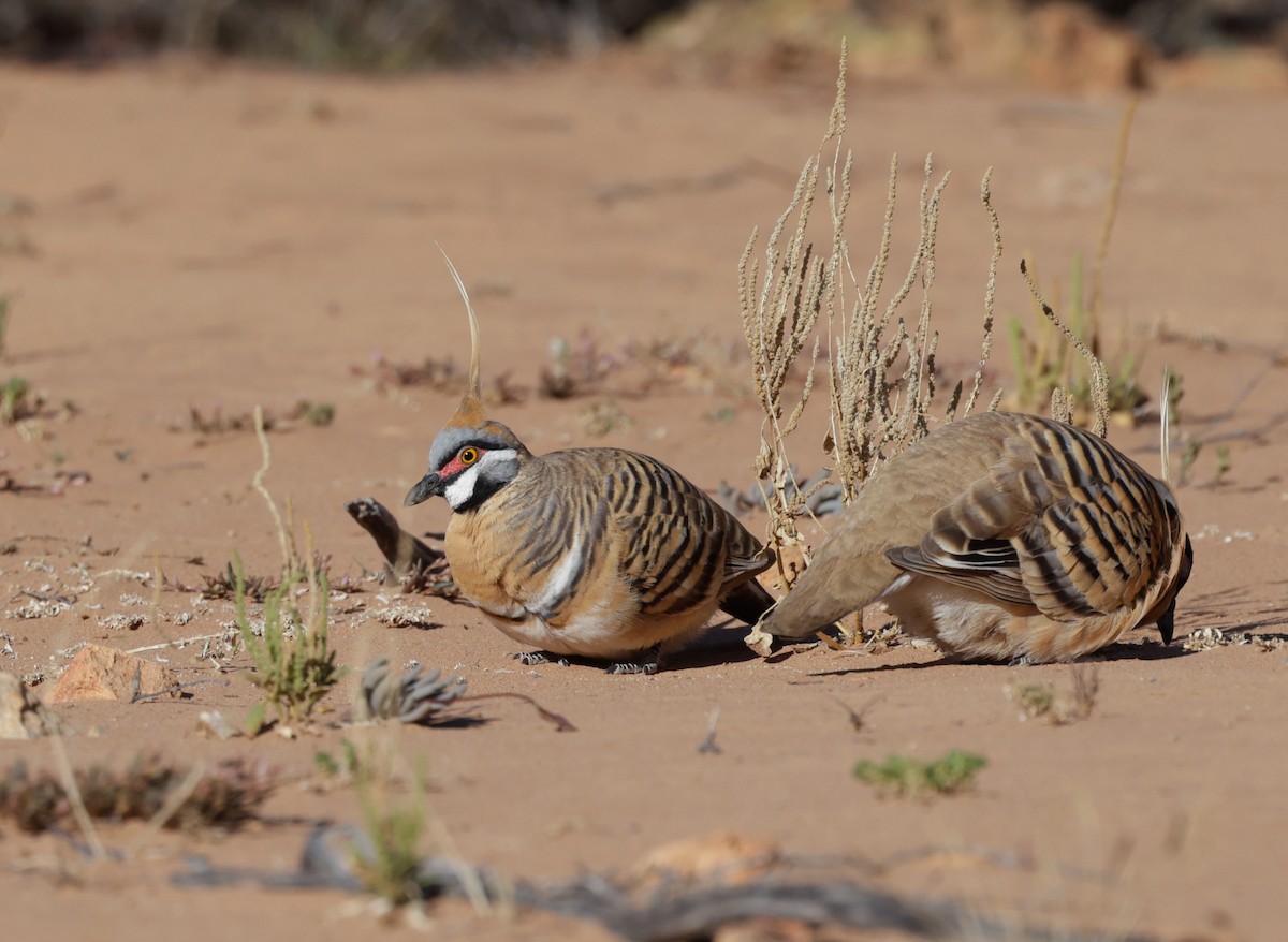 Spinifex Pigeon - ML642203657