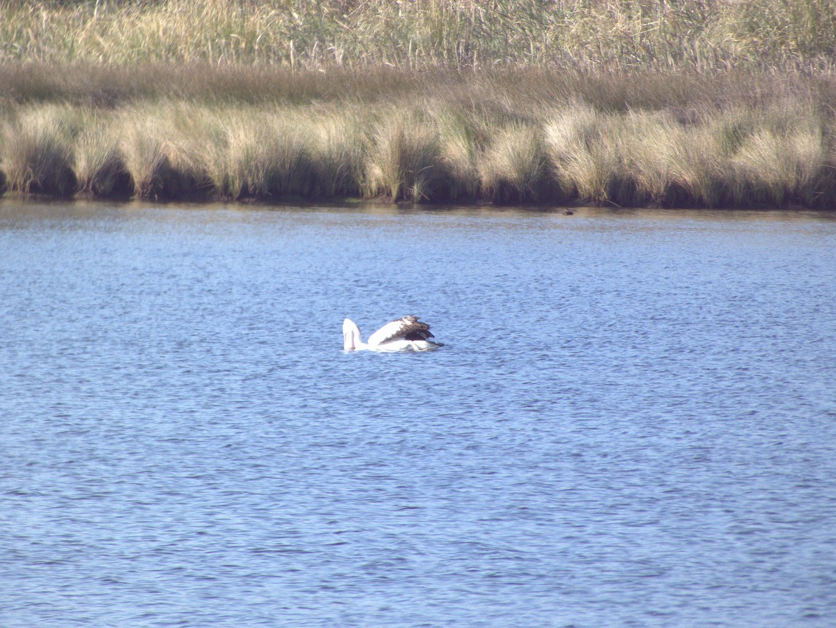 Australian Pelican - ML642203658
