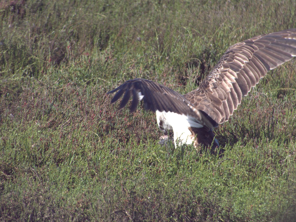 Osprey (Australasian) - ML642203661
