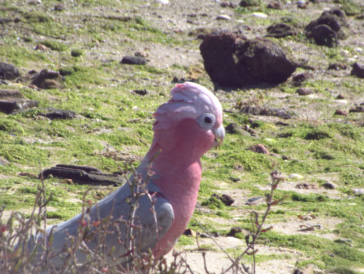 Galah - ML642203662