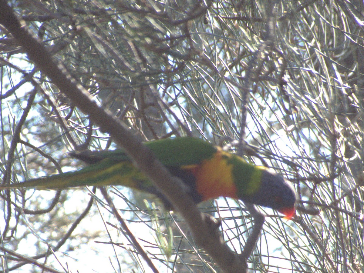 Rainbow Lorikeet - ML642203663