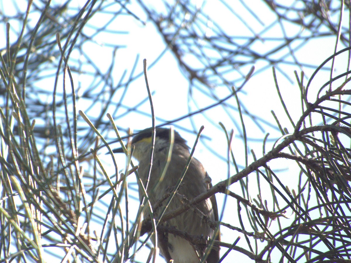 Singing Honeyeater - ML642203664